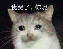 哭泣猫