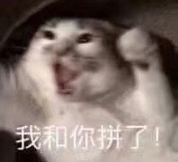 愤怒的猫咪
