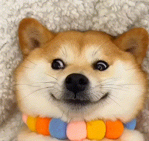 柴犬彩虹项圈