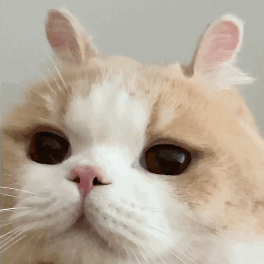 无辜猫咪