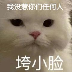 无辜猫咪：我没惹你们任何人