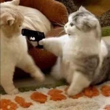 猫咪拔枪对峙