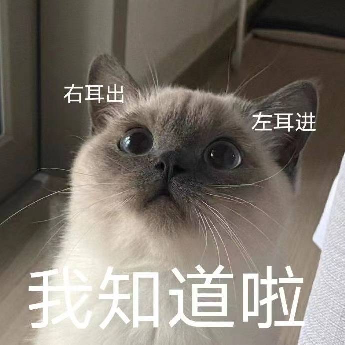 假装听懂的猫咪
