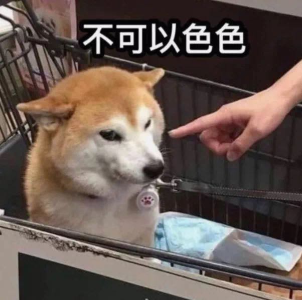 拒绝色色行为的柴犬