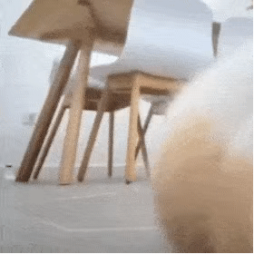震惊的狗狗