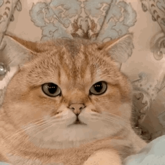 猫咪的死亡凝视