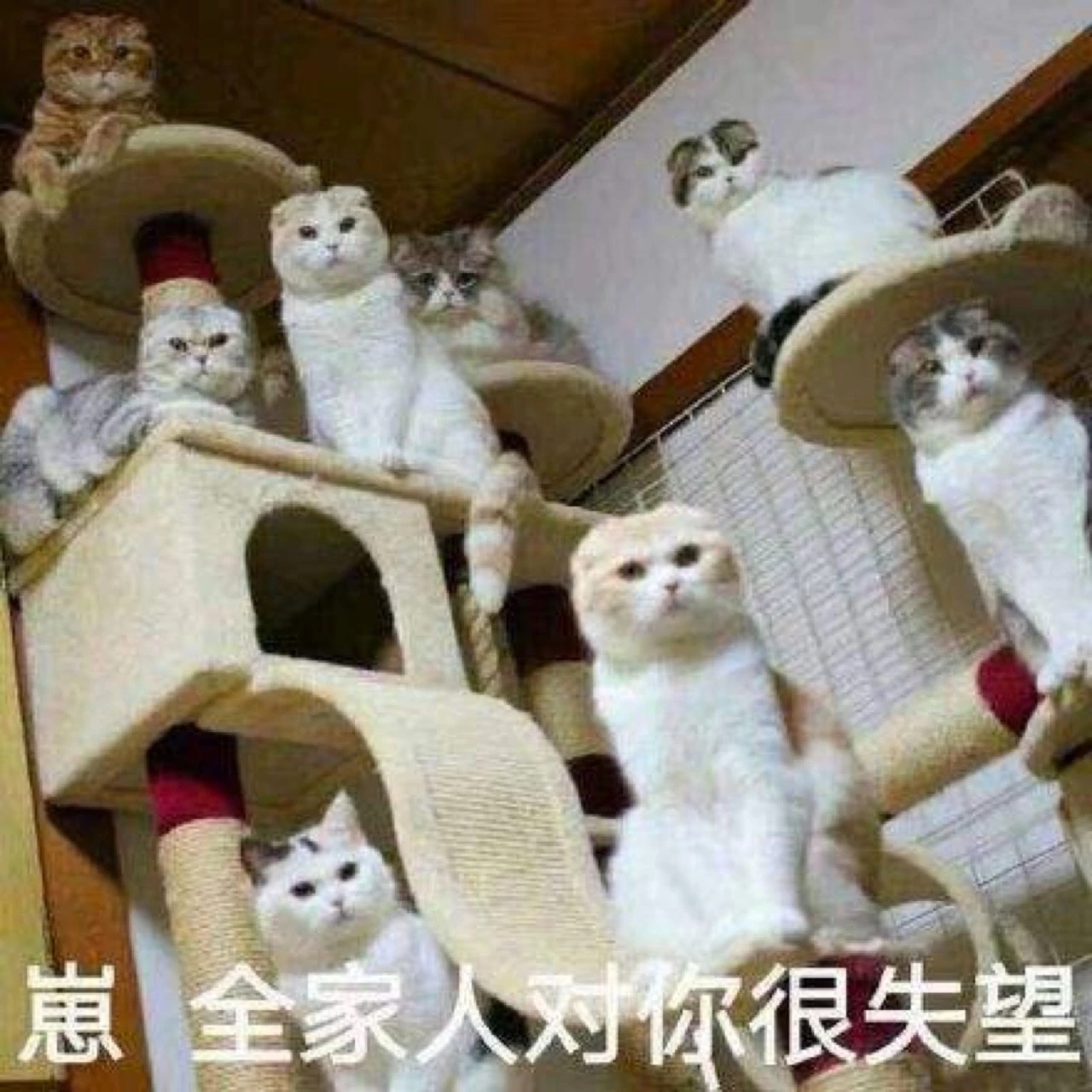 猫咪全家人对你很失望