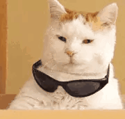 酷猫