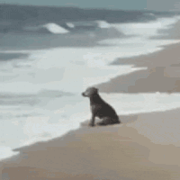 狗狗看海