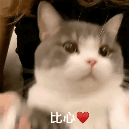 猫咪比心