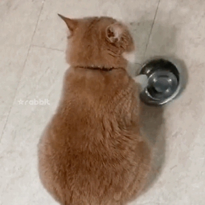猫咪饮水