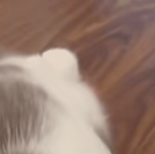 震惊的猫咪