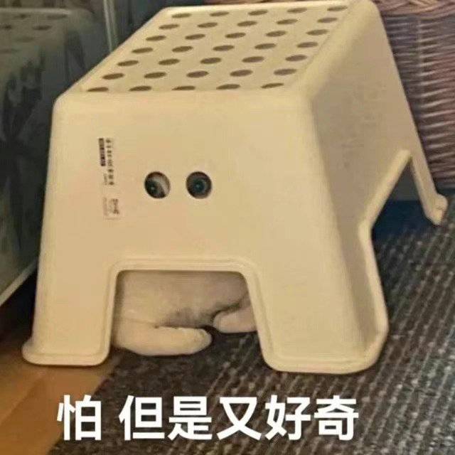 好奇又害怕的小猫