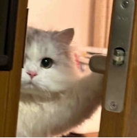 暗中观察的猫咪