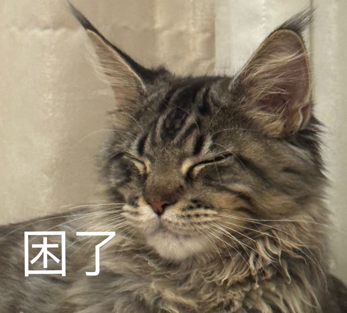 困倦的猫咪