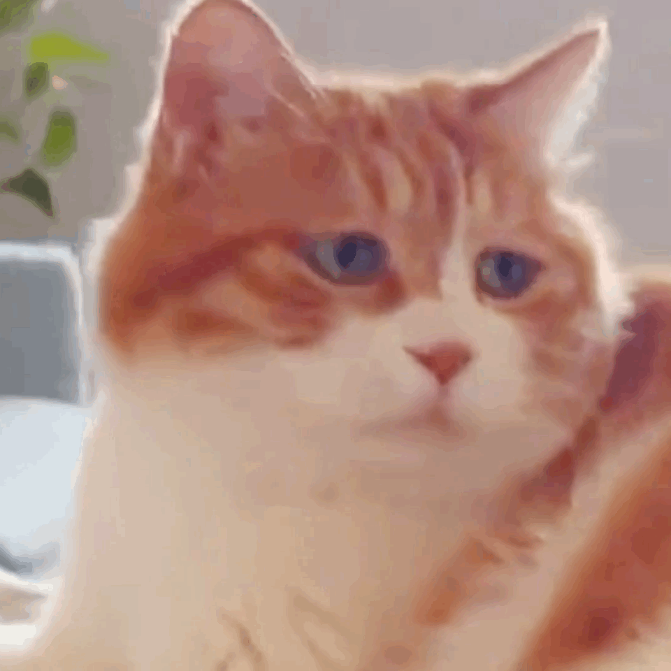 高冷猫咪