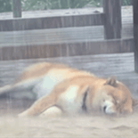 躺平的狗狗