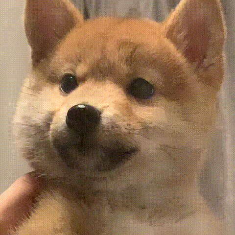 柴犬疑惑脸