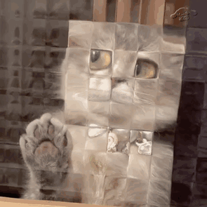 猫咪拍玻璃