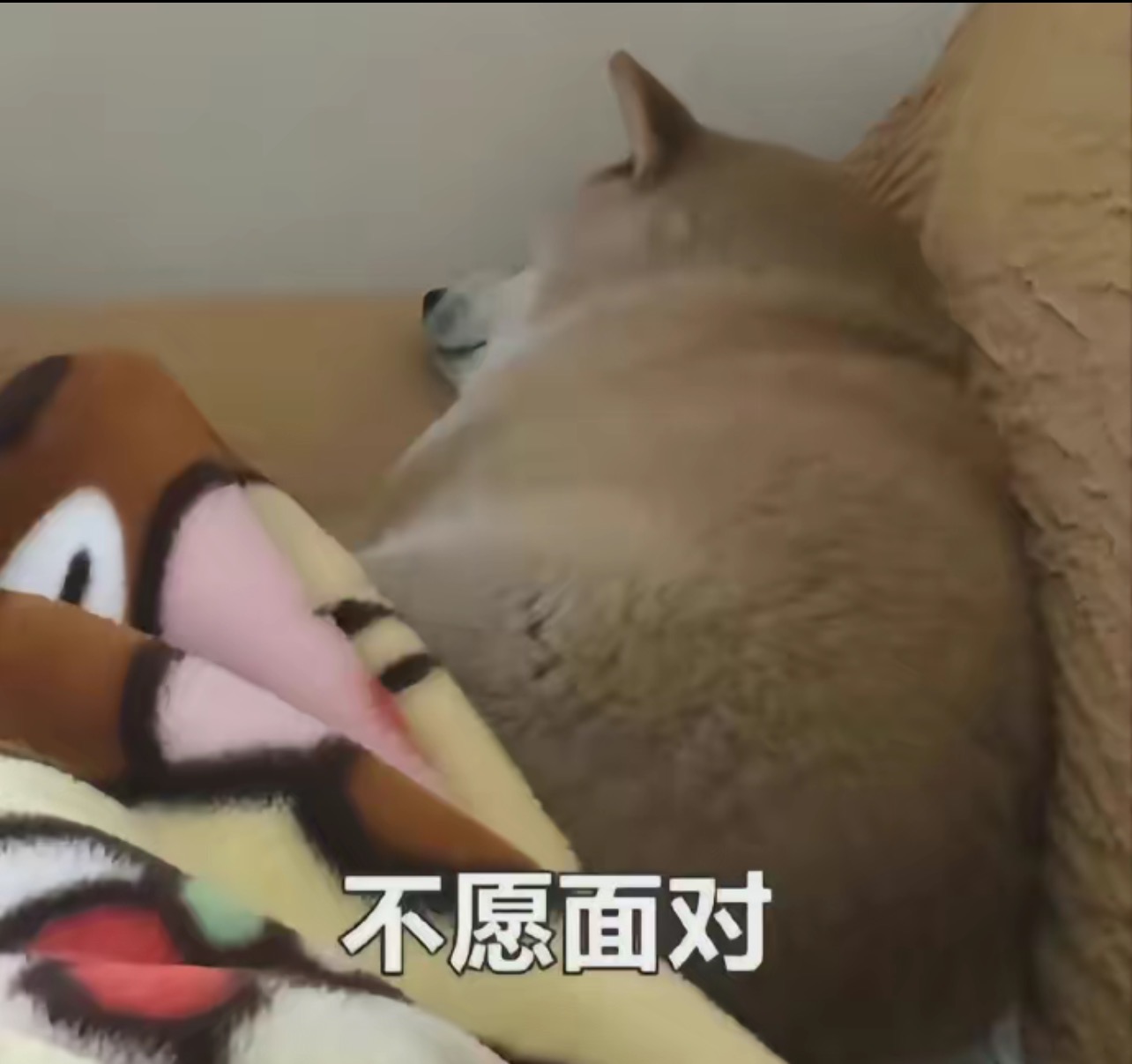 狗狗不愿面对现实