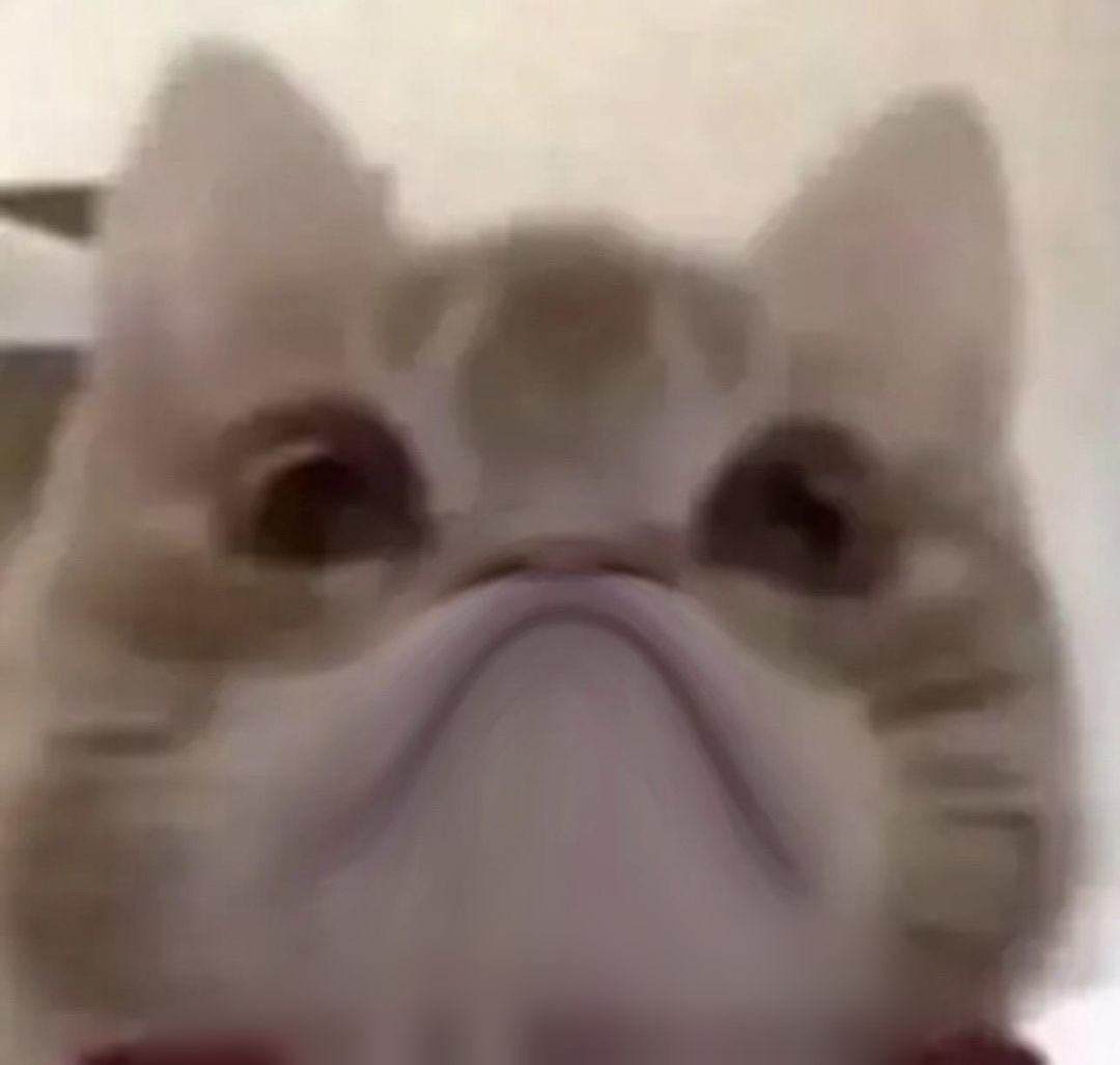 震惊猫