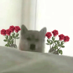 猫咪与玫瑰花