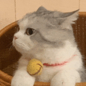 猫咪疑惑表情包