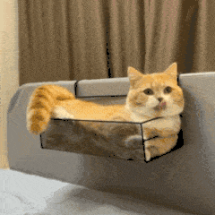 猫咪的尴尬瞬间