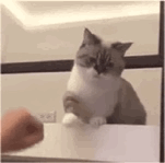 猫咪的疑惑