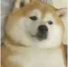 愉快的柴犬