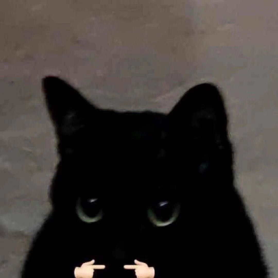 黑猫的凝视