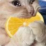 猫咪与柠檬片