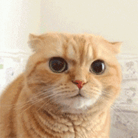 震惊猫