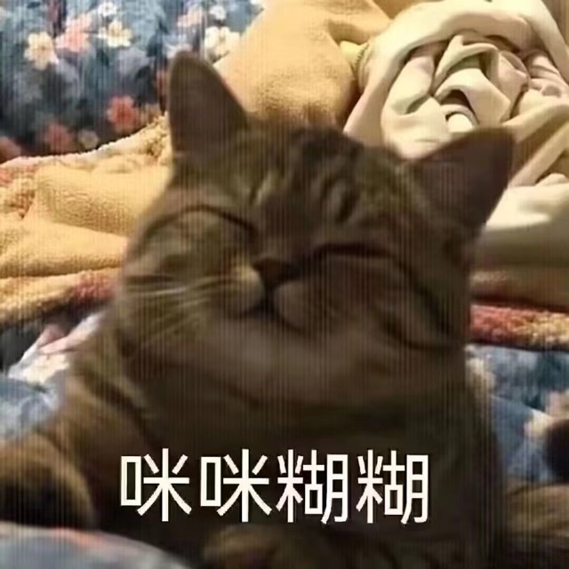 满足的猫咪