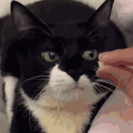 震惊猫