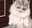 猫咪的凝视