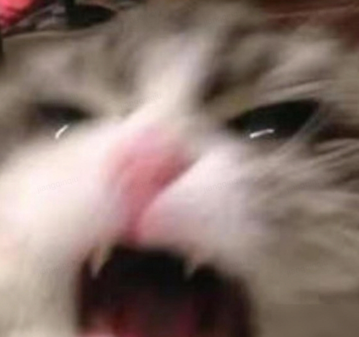 震惊猫咪