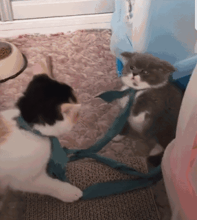 猫咪拔河