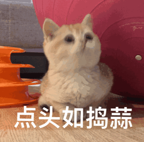 点头如捣蒜的猫