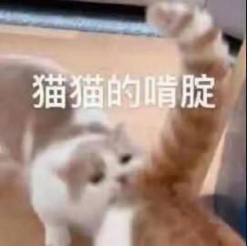 猫猫的啃咬