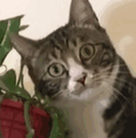 惊讶猫