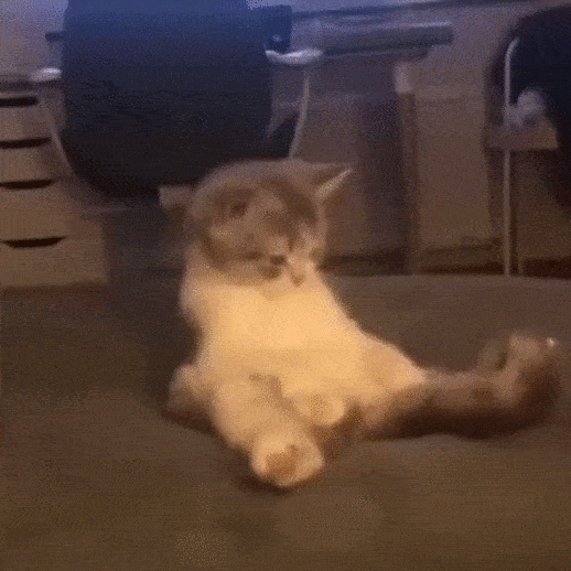 猫咪洗脸