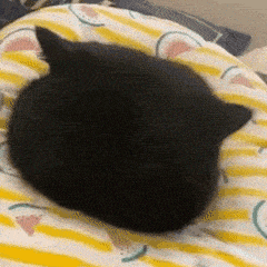 黑猫的背影