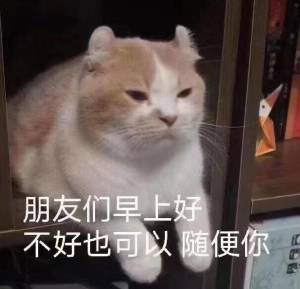 傲娇猫的问候