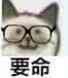 要命的猫咪