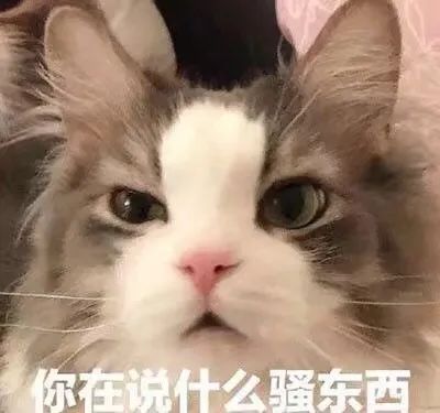 你在说什么骚东西