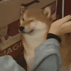 享受的柴犬