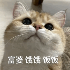 猫咪饿饿饭饭