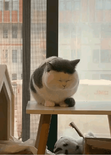 慵懒的肥猫