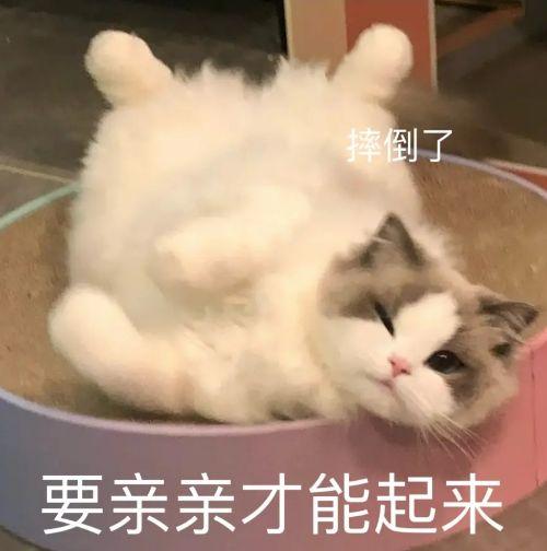 猫咪撒娇要亲亲